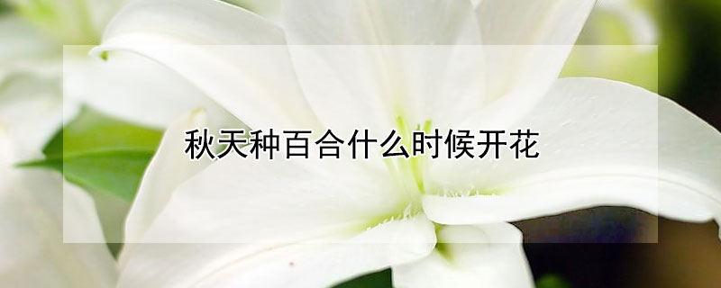 秋天种百合什么时候开花（秋季几月份种百合花）