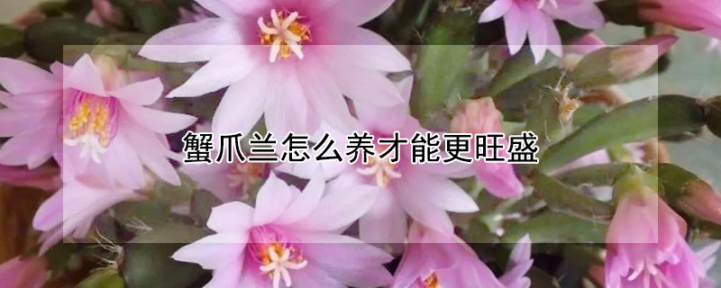 蟹爪兰怎么养才能更旺盛 秋季蟹爪兰怎么养才能更旺盛