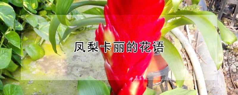 凤梨卡丽的花语 凤梨的卡通图片