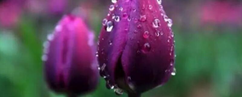 紫色郁金香花语和寓意 9朵紫色郁金香花语和寓意