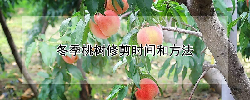冬季桃树修剪时间和方法（冬季修剪桃树怎么修剪）