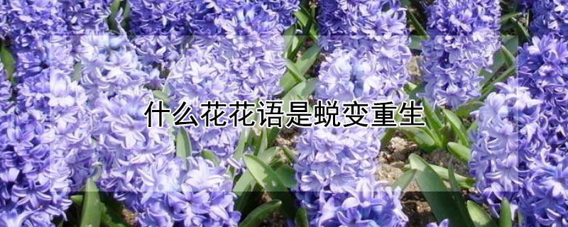 什么花花语是蜕变重生（什么花的花语是蜕变）