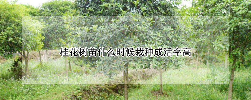 桂花树苗什么时候栽种成活率高 桂花树苗什么时候栽种成活率高呢