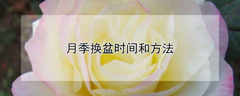 月季换盆时间和方法（月季深埋还是浅埋）