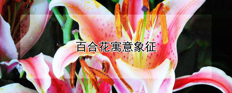 百合花寓意象征（百合花寓意象征400字作文）