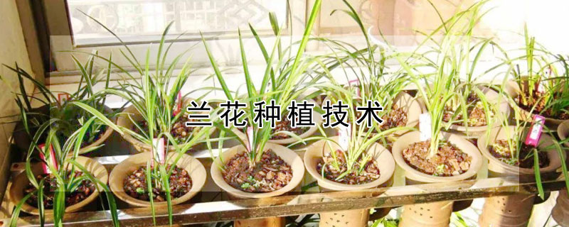 兰花种植技术 兰花种植技术视频教程