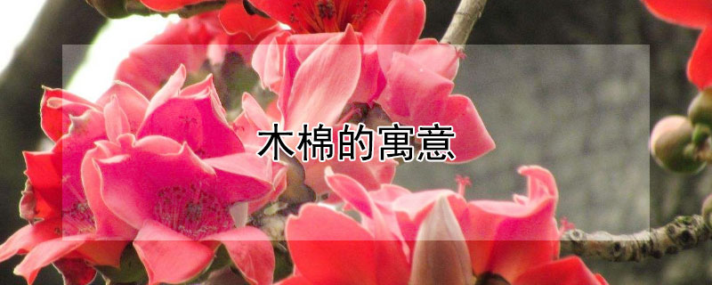 木棉的寓意（木棉的寓意和花语）