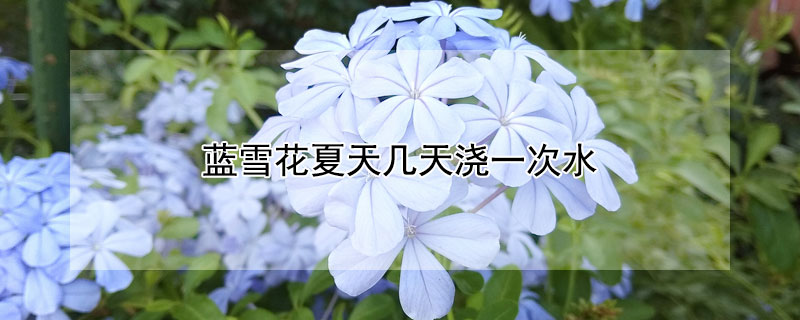 蓝雪花夏天几天浇一次水（蓝雪花夏天需要施肥吗）