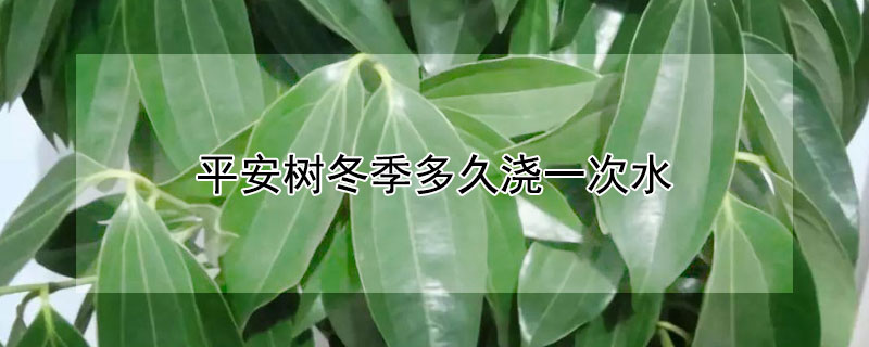 平安树冬季多久浇一次水 平安树冬季多久浇一次水合适