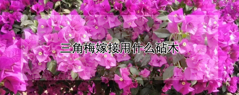 三角梅嫁接用什么砧木（嫁接三角梅的万能树是什么树）