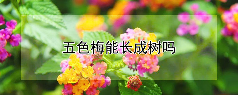 五色梅能长成树吗（五色梅能长成树吗图片）