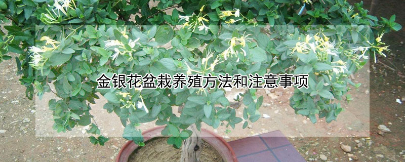 金银花盆栽养殖方法和注意事项 金银花用深盆还是浅盆