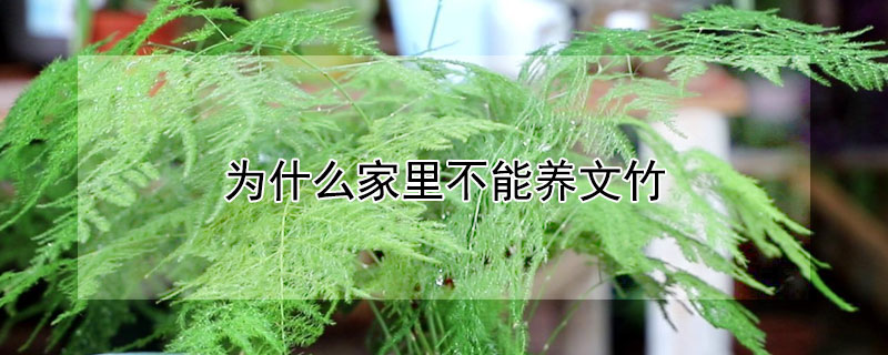 为什么家里不能养文竹（文竹）