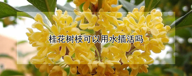 桂花树枝可以用水插活吗 桂花树枝可以用水插活吗图片