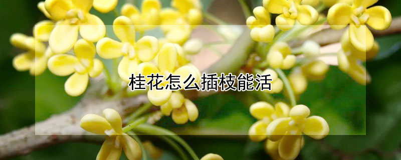 桂花怎么插枝能活（桂花怎么插枝能活视频）