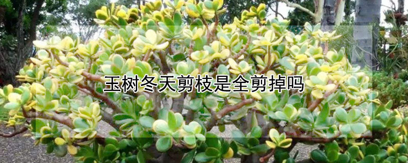 玉树冬天剪枝是全剪掉吗 玉树冬天剪枝是全剪掉吗图片