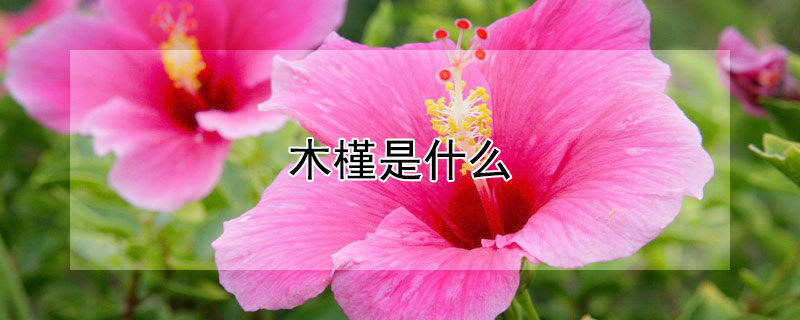 木槿是什么（木槿是什么科）