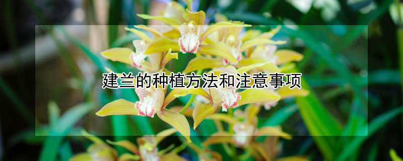 建兰的种植方法和注意事项（建兰如何种植及养护）