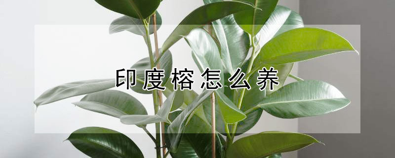 印度榕怎么养 印度榕怎么养殖方法