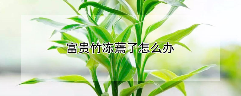 富贵竹冻蔫了怎么办 富贵竹冻蔫了怎么办好