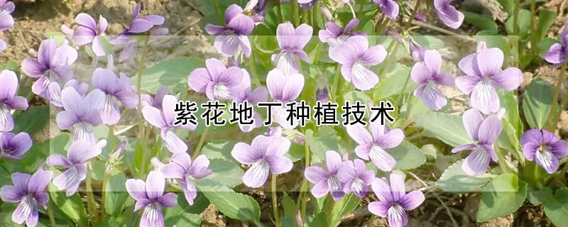 紫花地丁种植技术（紫花地丁种植技术和方法）