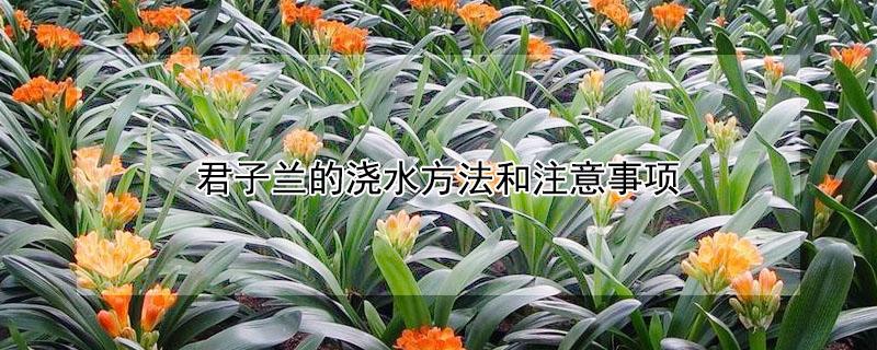 君子兰的浇水方法和注意事项 君子兰浇水方法?