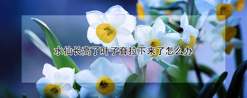 水仙长高了叶子耷拉下来了怎么办 水仙叶子长太高怎么办