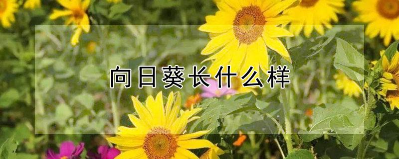 向日葵长什么样（向日葵长什么样子描写）