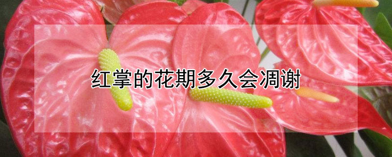 红掌的花期多久会凋谢（红掌的花期多久会凋谢呢）