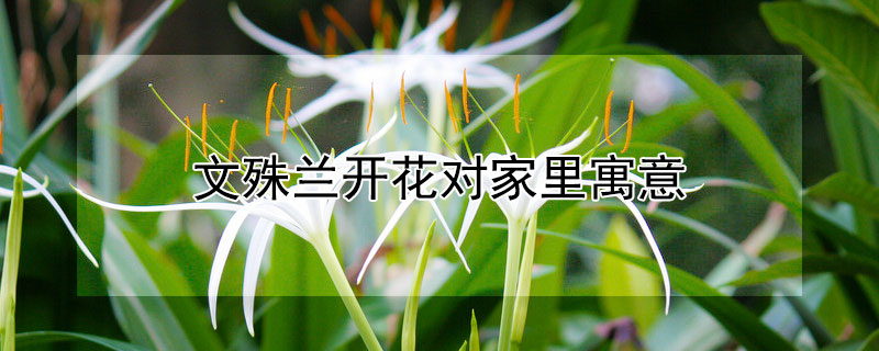 文殊兰开花对家里寓意 文殊兰的花语和寓意