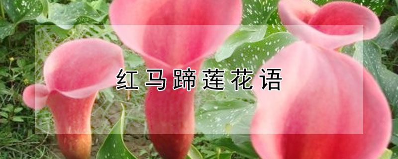 红马蹄莲花语（红色马蹄莲的花语和寓意）