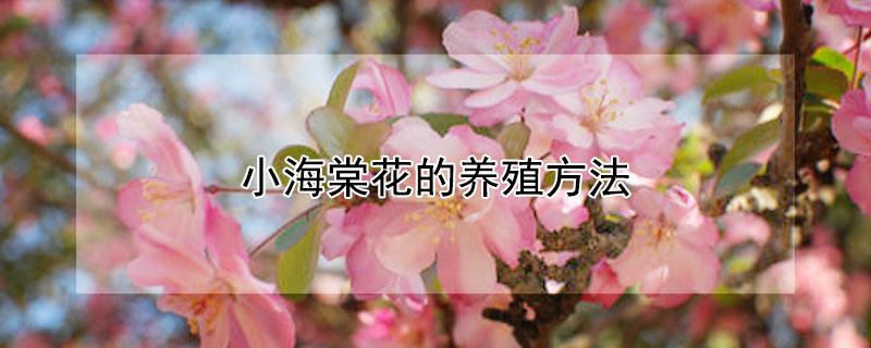 小海棠花的养殖方法 小海棠花的养殖方法视频