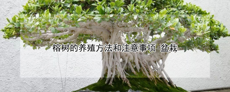 榕树的养殖方法和注意事项 黄金榕树的养殖方法和注意事项