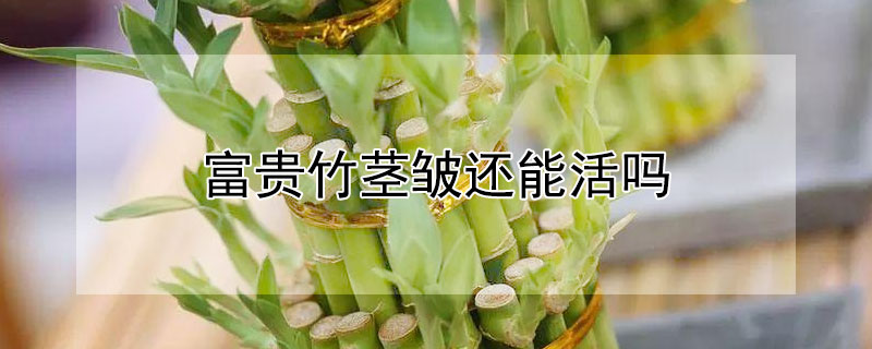 富贵竹茎皱还能活吗（富贵竹茎部皱巴巴的怎么回事）
