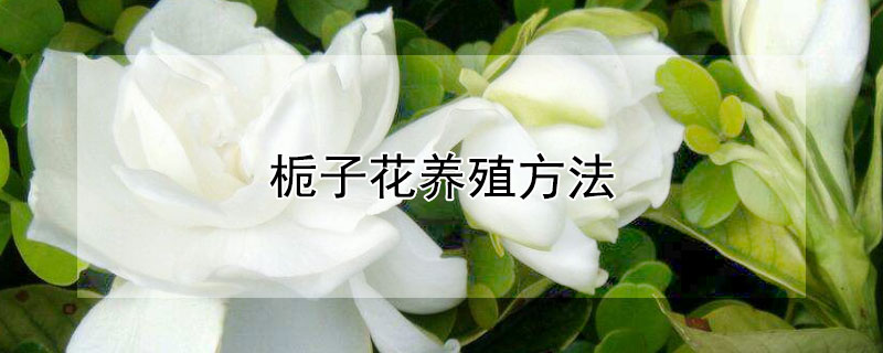 栀子花养殖方法（栀子花养殖方法和注意事项浇水）