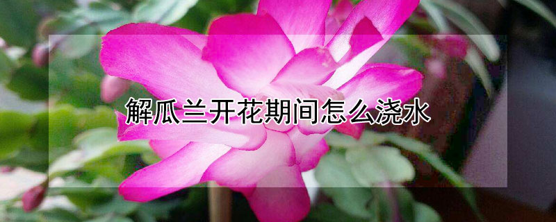解瓜兰开花期间怎么浇水 解瓜兰开花期间怎么浇水最好