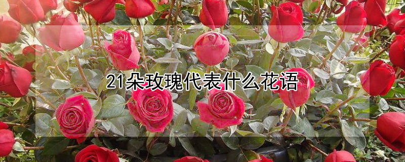 21朵玫瑰代表什么花语（21朵玫瑰代表什么花语呢）