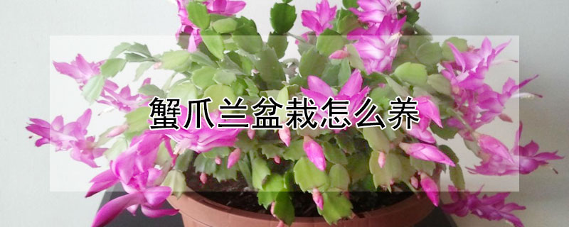 蟹爪兰盆栽怎么养 蟹爪兰盆栽怎么养护和管理