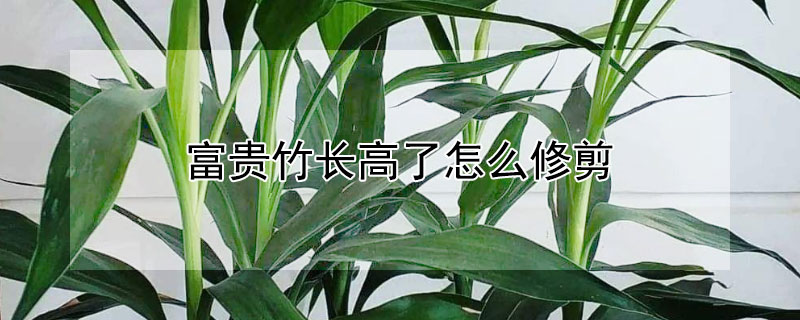 富贵竹长高了怎么修剪 富贵竹长高了怎么修剪好看