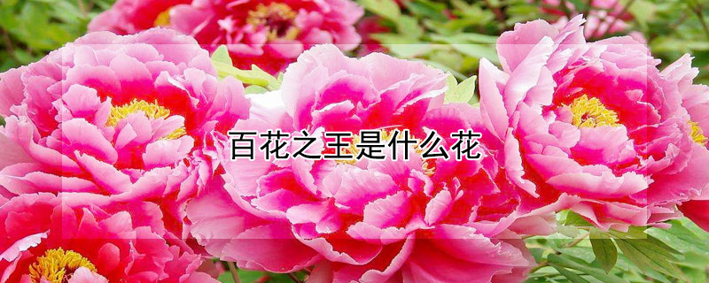 百花之王是什么花（花中之王是什么花）