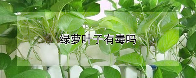 绿萝叶子有毒吗 鸟吃绿萝叶子有毒吗