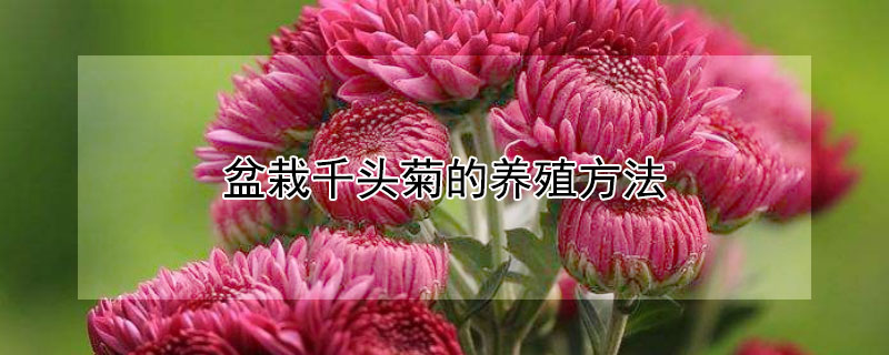盆栽千头菊的养殖方法（盆栽千头菊的养殖方法视频）