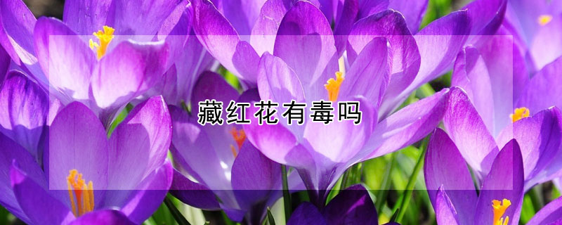 藏红花有毒吗（藏红花有毒吗?可以养在卧室吗）