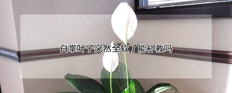白掌叶子突然全软了能补救吗 白掌叶子有点蔫儿了