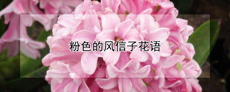 粉色的风信子花语（各种颜色的风信子的花语）
