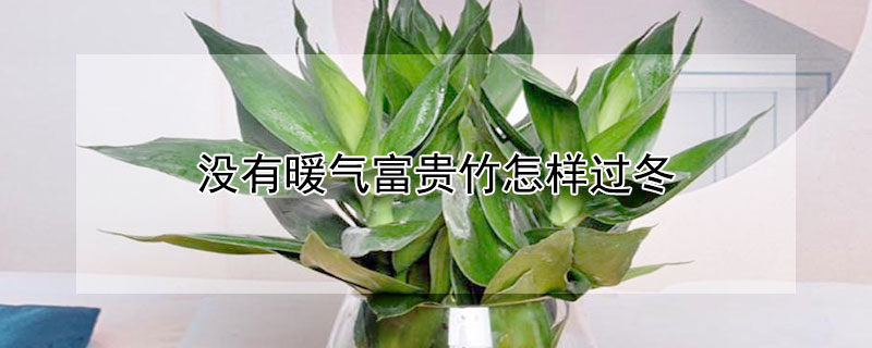 没有暖气富贵竹怎样过冬（富贵竹怕冷么没暖气）