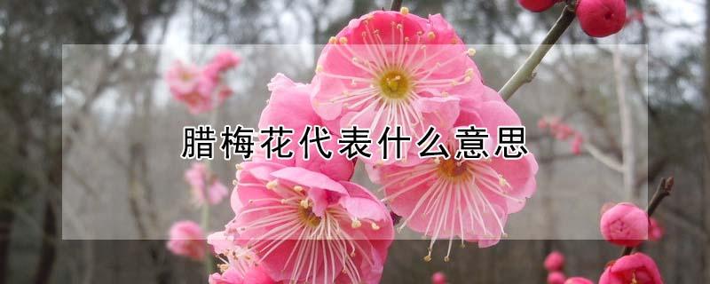腊梅花代表什么意思 腊梅花代表啥意思