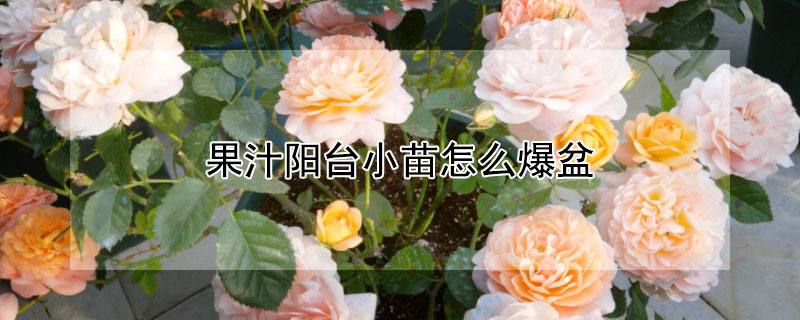果汁阳台小苗怎么爆盆 果汁阳台小苗需要剪花苞吗
