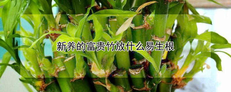 新养的富贵竹放什么易生根（新养的富贵竹怎么养）