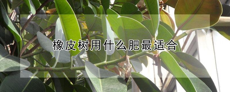 橡皮树用什么肥最适合 橡皮树用什么花肥